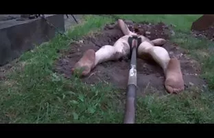 XXX مجموعه ای از گوساله ها که پس از رابطه جنسی اسپرم ها را بر روی صورت سكس نار سوري می گیرند