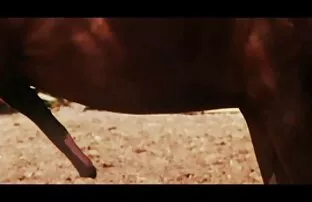 XXX هیولا شلوغ سكس سوري صبايا دوست دارد سخت سفت شود